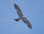 Click for hi-resolution image a Mississippi Kite.